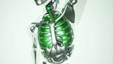 Modell-Der-Menschlichen-Lunge-Mit-Allen-Organen-Und-Knochen